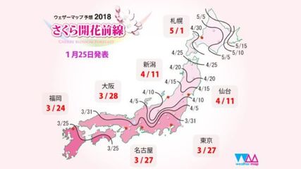 冲绳寒绯樱已绽,你可有同赏之人?附日本赏樱攻略